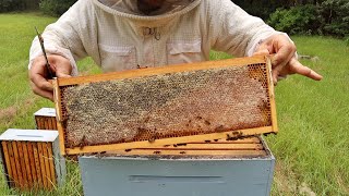 Honey Harvest 2023 - What Went Wrong?