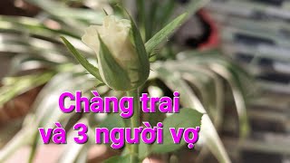 chàng trai và 3 người vợ