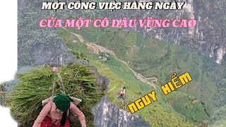 Một Chuyến Cắt Cỏ Bò - Của Em Mỷ Đi Trên Vách đá - Nguy Hiểm Nhất Việt Nam  / MỶ VLOG