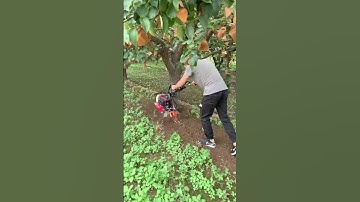 Mini Tiller Machine in Action | Powerful Farming Tool for Easy Soil Preparation part 1041