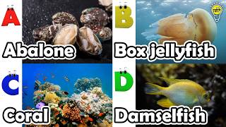Cute ocean animals | ABC phonics animals | ABC Sea Animals song | English and Animals for Kids