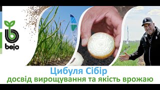 Вирощування підзимньої цибулі Сібір на Миколаївщині у господарстві Полянока МРС. Збір врожаю цибулі