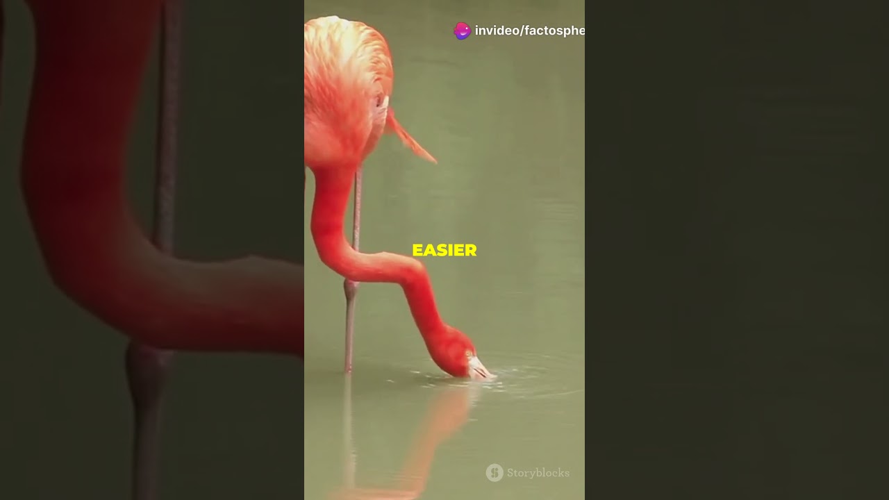 Why Do Flamingos Stand on One Leg