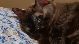 Opinionated Kitty is Miffed at Owner