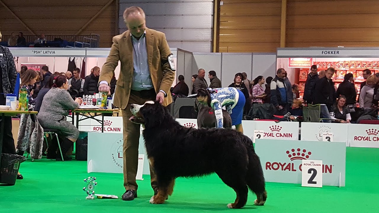 royal canin dog show