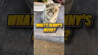 All In A Cat Feeding