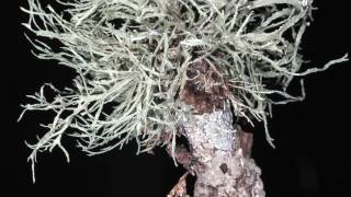 JTC Mistletoe and Ball Moss