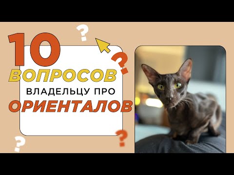 10 вопросов владельцу про ориентальную кошку: какой характер и темперамент у ориенталов?