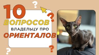 10 вопросов владельцу про ориентальную кошку: какой характер и темперамент у ориенталов?