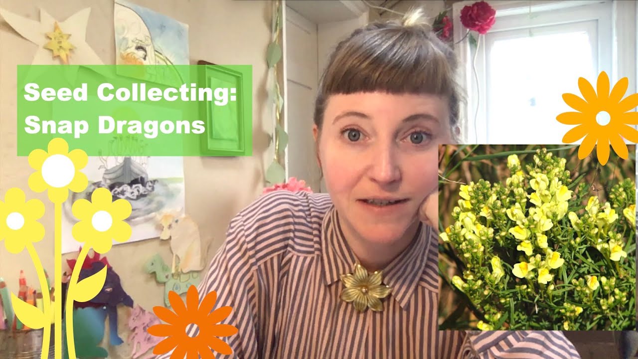 Snap Dragon Seed Collecting and Storing YouTube