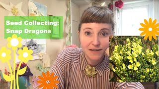Snap Dragon Seed Collecting and Storing