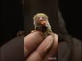 small to giant animal transformation