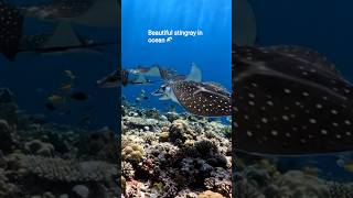 Relaxing Stingray in ocean 🌊 #beautiful #stingray #ocean #seafood