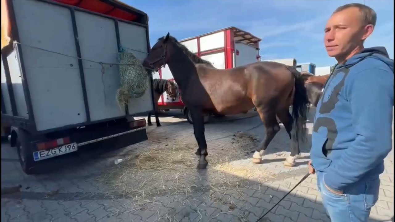 Targi końskie Pajęczno 3 września 2022  cz 3 z 3