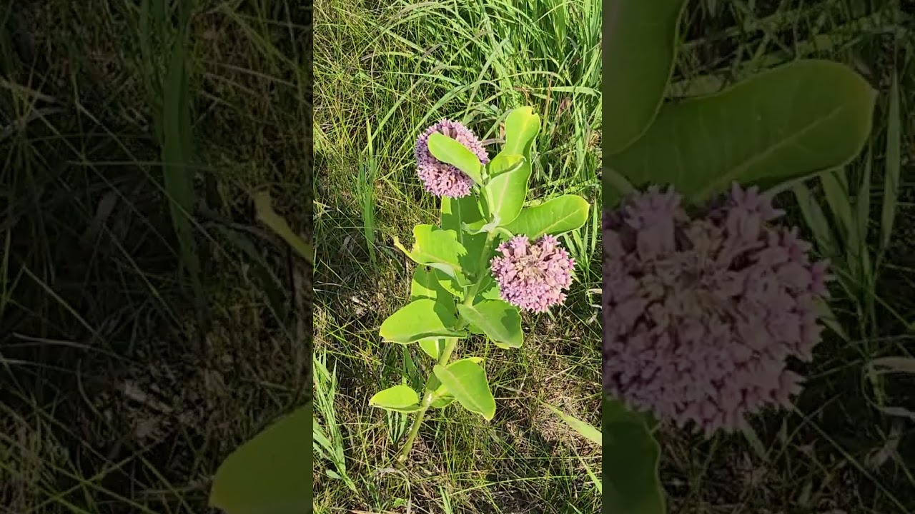 Milkweed is in bloom. Tale in description.
