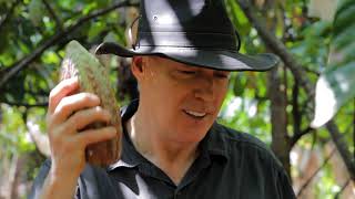 Jacques Torres Chocolate Farm & Cacao Trace