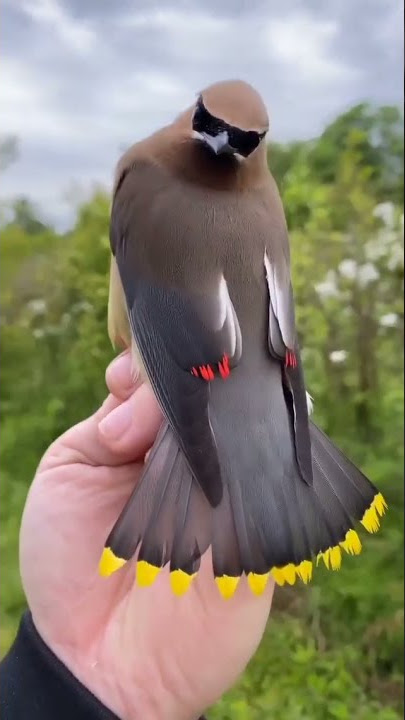 Georgeus Bird (cedar wax wing) #shorts