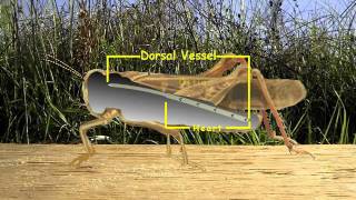 6. Insect Circulatory System