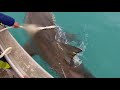 Australia implanta chips a los tiburones para localizarlos cerca de las playas