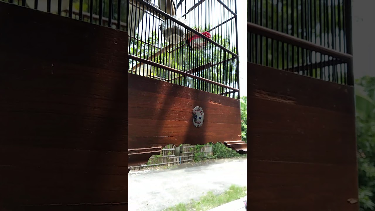 Suara burung 