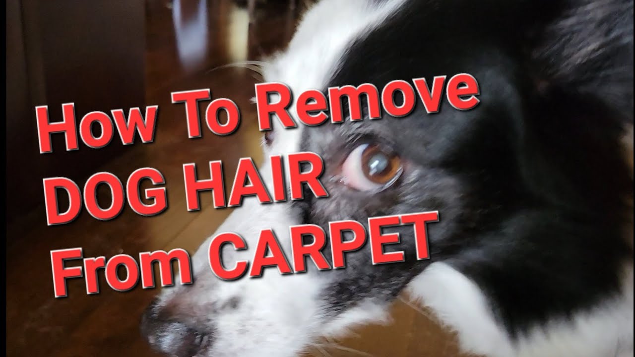 How To Get DOG HAIR Off of Rugs and Carpet. - YouTube