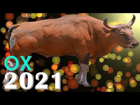 Video: Eastern Horoscope: What Awaits Those Born In The Year Of The Ox