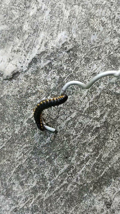 The caterpillar is good, don't run away, okay? #funny #shorts