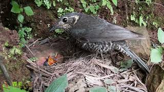 Cuckoo parasitism: Cuckoo bird can't grab food, very anxious杜鹃鸟寄生杜鹃鸟脖子太短抢不到食物快哭了