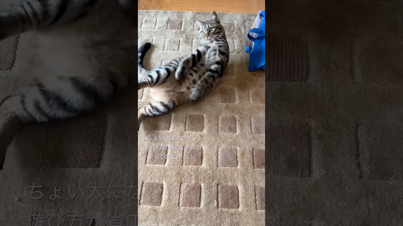 ちょっと太り過ぎて、遊び方が省エネになってきたトラジ。すごく近くに持ってこないと飛びつかない… #猫 #cat