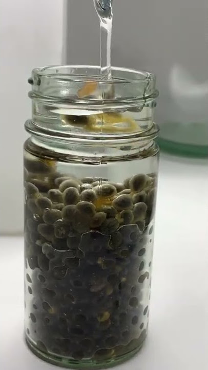 HOW TO MAKE PAPAYA SEEDS EXTRACT FOR DIY SKINCARE |ANTI AGEING, ANTI MICROBIAL, & ANTI INFLAMMATORY