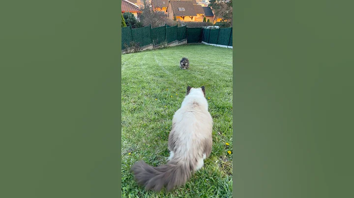 Video 8402171: mainecoon cat funnycat, mainecoon cats love, cat mother love