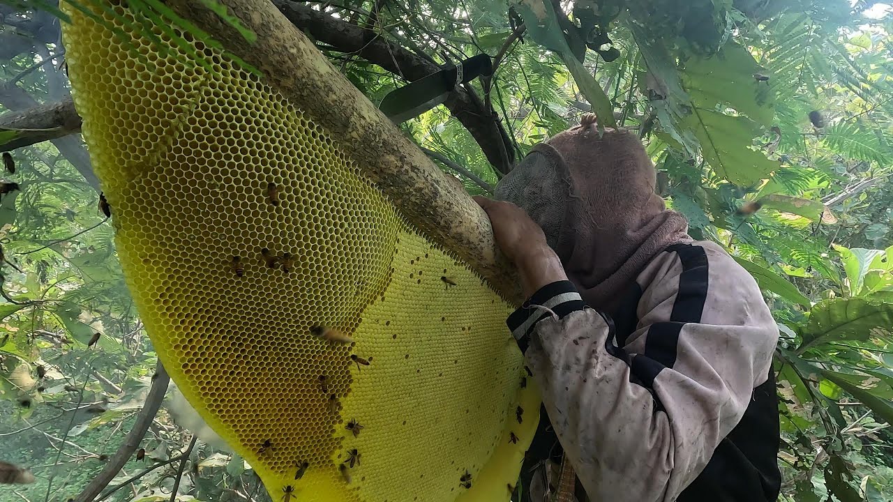 ผึ้งรังสวยสีเหลืองอร่าม ตามตัวดอกฟักทอง  |  พรานหมึก คนตีผึ้ง