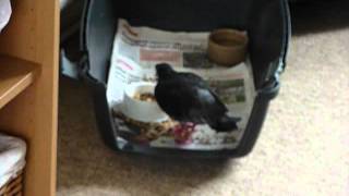 Pet Pigeon Georgie Stealing Elmo Pigeons Food