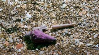 Lulworth Banks 'Sand' Veneer. Scuba diving, nitrox, twin set, 20m, Gopro