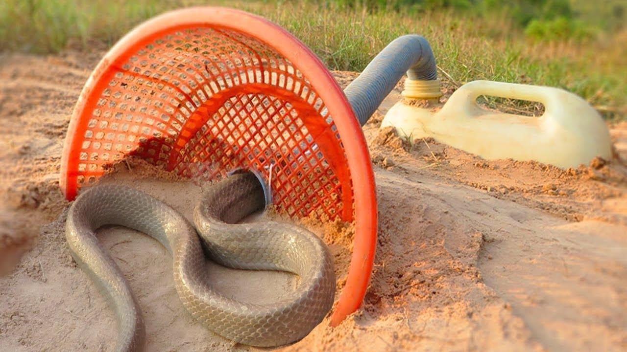 змеи в озере. полоз змея желтобрюхий. ловля змеи. серпентарий гадюка обыкновенная. ловля змеи.