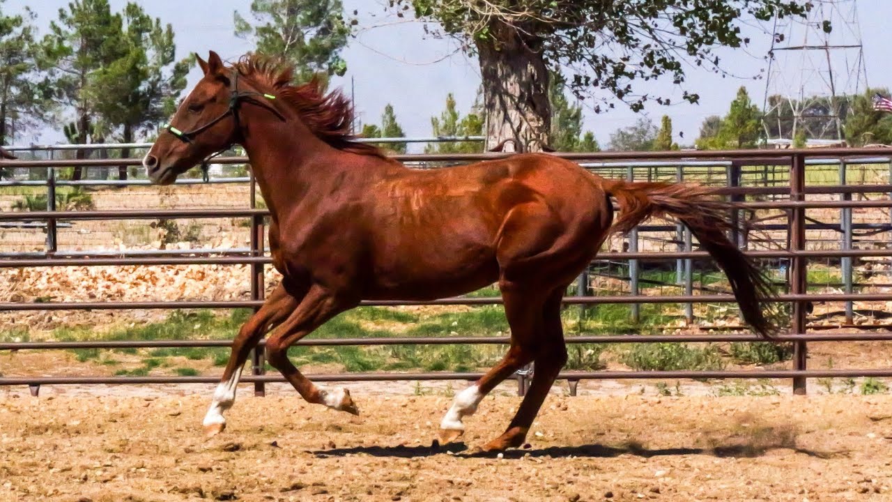 Sooner Saddlebred Quarter Horse Cross / Riding One The Property & On