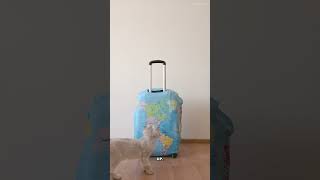 Apple AirTags just saved my $3,000 suitcase. #Shorts #TikTokMadeMeBuyIt