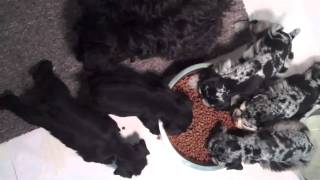 Rubys litter 2-19-11