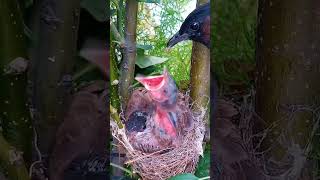 Bulbul bird gate (part 3) #shorts #shortsvideo #shortsfeed #ytshorts #short