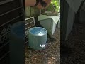 K-9 Hunts Down Dangerous Wanted Suspect 🐕🚔🔥 #policeactivity #lawenforcement