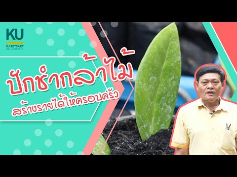 KU คู่ชุมชน 2021 : Ep.6 ปักชำกล้าไม้ สร้างรายได้ให้ครอบครัว
