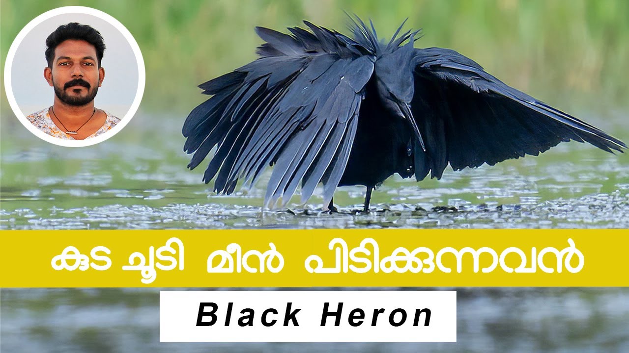 Black Heron in Kerala | Kannur | Umbrella hunting technique | കുട ചൂടി മീൻ പിടിക്കുന്നവൻ | കരിമുണ്ടി