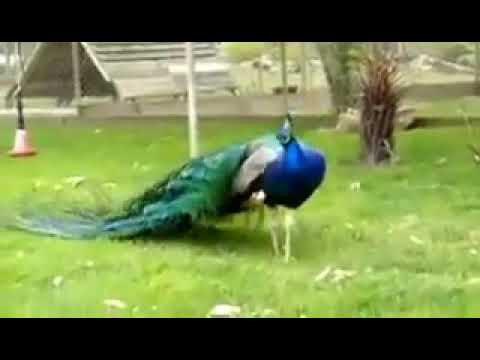 How does a peacock spread its wings