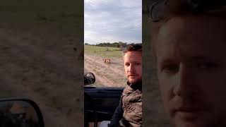 Roaring Lions