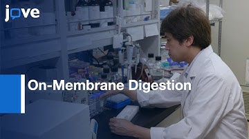 Protein Interactions Evaluations by On-Membrane Digestion Technique | Protocol Preview