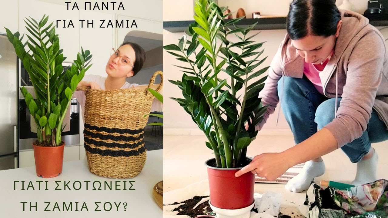 ΓΙΑΤΙ ΣΚΟΤΩΝΕΙΣ ΤΗ ΖΑΜΙΑ ΣΟΥ?|ΤΑ ΠΑΝΤΑ ΓΙΑ ΤΗ ΖΑΜΙΑ |Daniela Pateraki