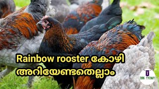 Rainbow Rooster