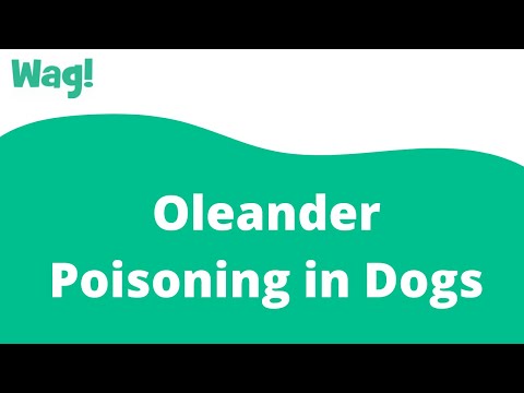 Video: Is mijn hond depressief?