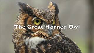 Animals of The Northeast