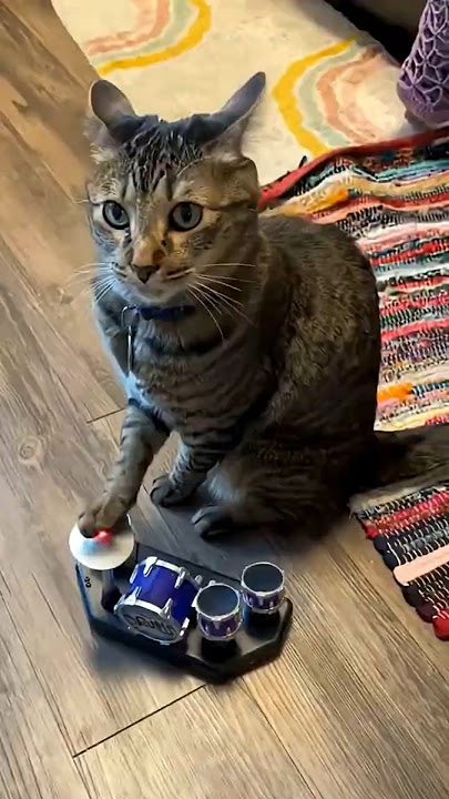 This Cat Was Born To Be A Drummer 😂